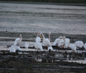 MNRiverPelicans 2014 09 056